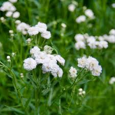 White Ptarmica flower seeds