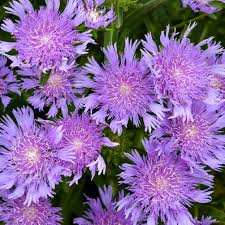 Stoke'S Aster flower seeds