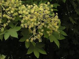 Kalopanax Septemlobus flower seeds