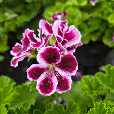 White Purple flower seeds