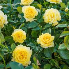 Yellow Sunblaze flower seeds