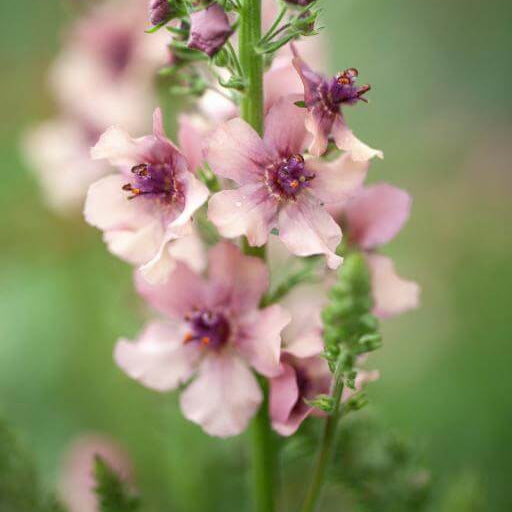 Cream Verbascum plant