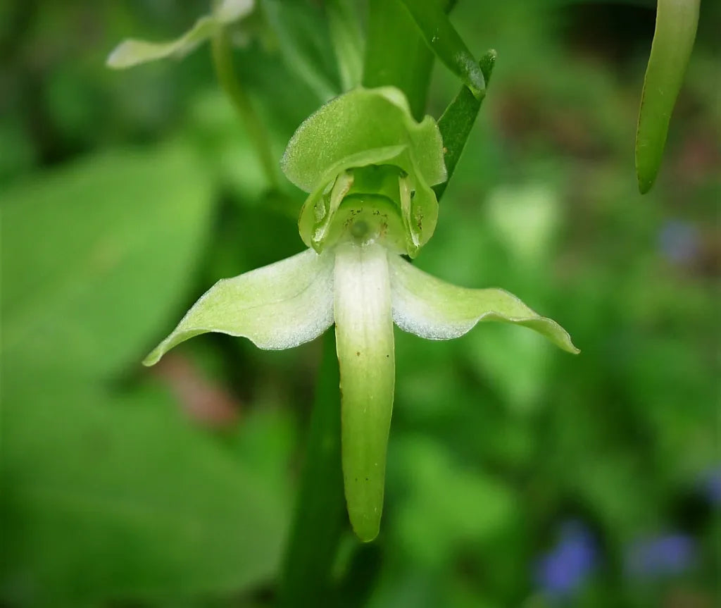 Green Butterfly flower seeds