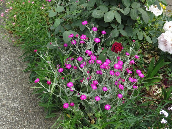Pink Rose flower seeds