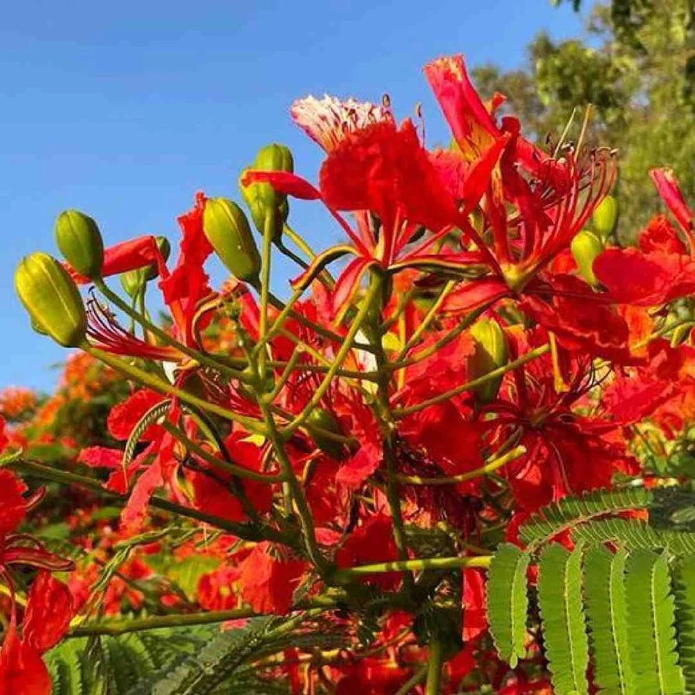 Flamboyant flower seeds