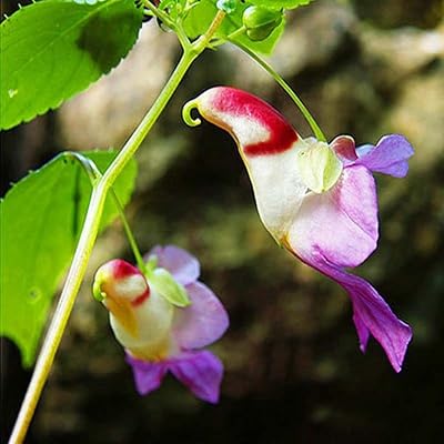 Parrot Orchid flowers with distinctive parrot-shaped blooms in a tropical garden