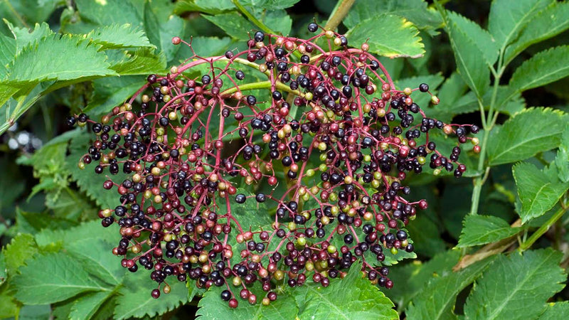 Improved Cultivar Mix Elderberry Sambucus nigra Fruit Seeds for Planting – Heirloom Non-GMO Garden Seeds