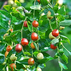 indian jujube seeds