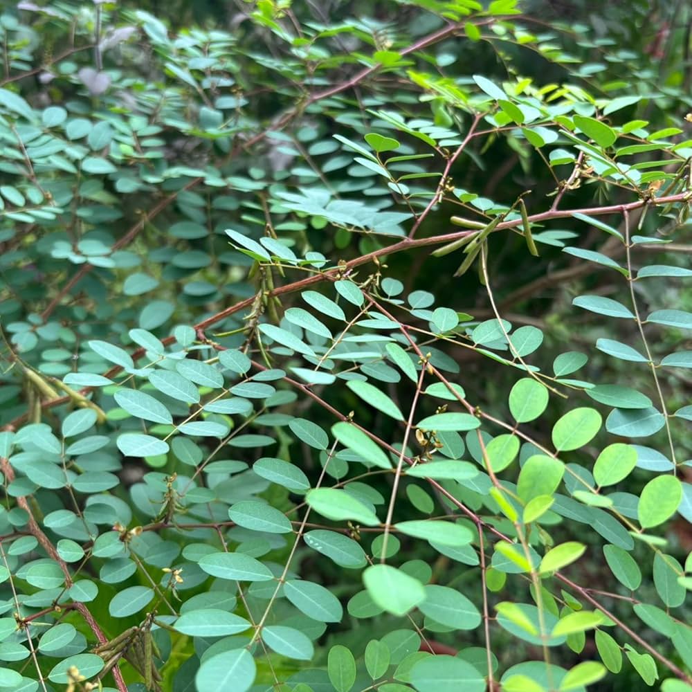 Indigo Herb Seeds for planting with true indigo foliage and pink-purple flowers
