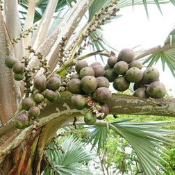 Bismarckia Nobilis Palm plant