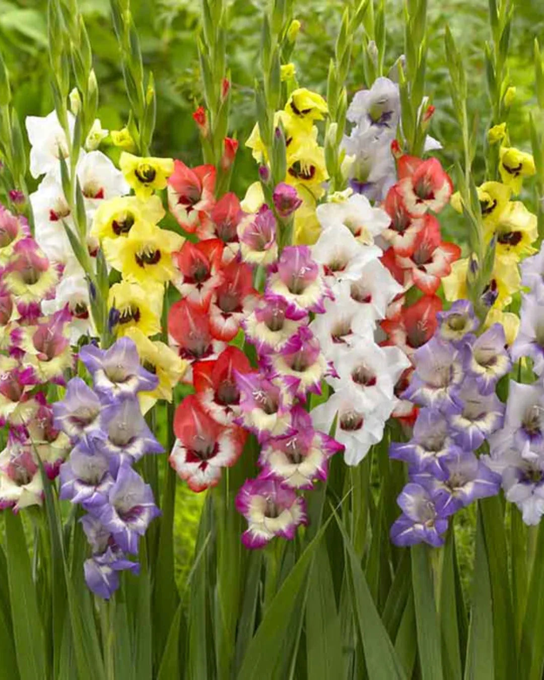 Gladiolus flower seeds