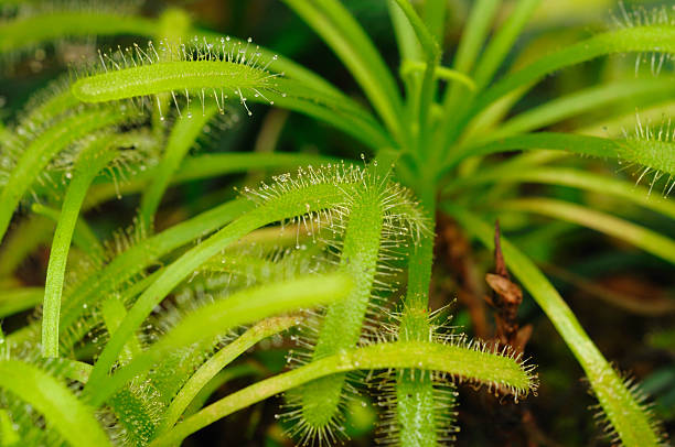 Graines de droséra carnivore verte à planter – Plante de jardin insectivore unique