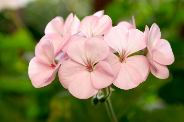 Pale Pink Geranium Flower Seeds for Planting – Heirloom Non-GMO Garden Seeds