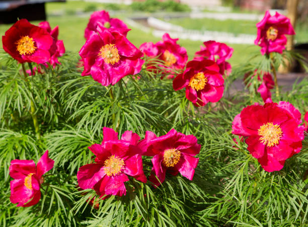 Red Paeonia tenuifolia Flower Seeds for Planting – Heirloom Peony Seeds