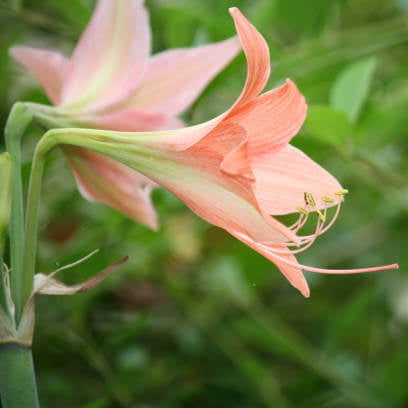Barbados Lily Amaryllis plant