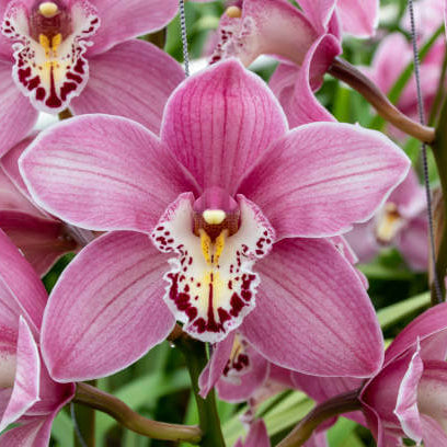 Maxillaria Rose Orchid plant