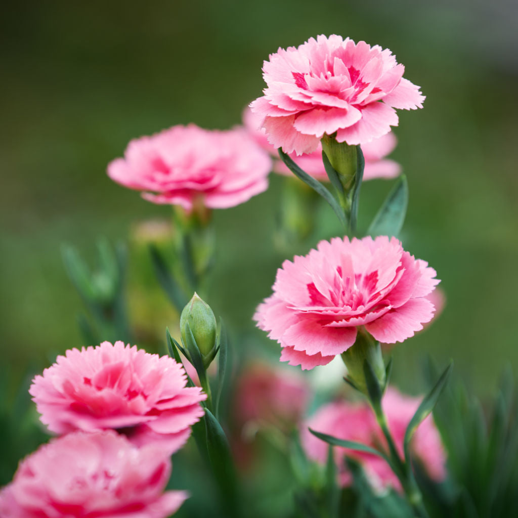 Carnation Dianthus flower seeds