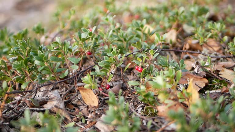 Graines de Gaulthérie couchée à planter – Semences de jardin d'herbes aromatiques Gaultheria procumbens