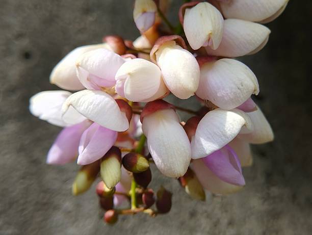 Millettia Grandis Flower Seeds – Umzimbeet Tree Seeds for Planting