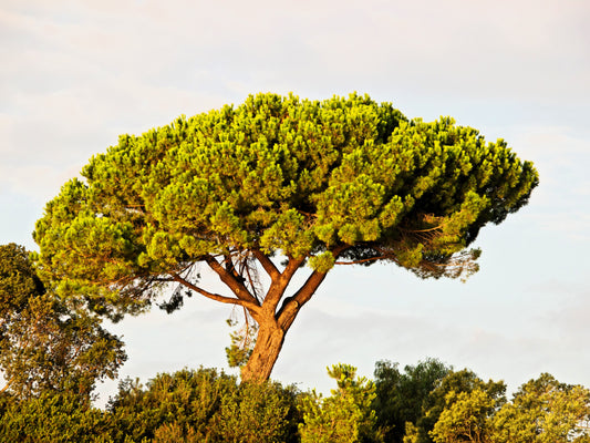 italian stone pine seeds