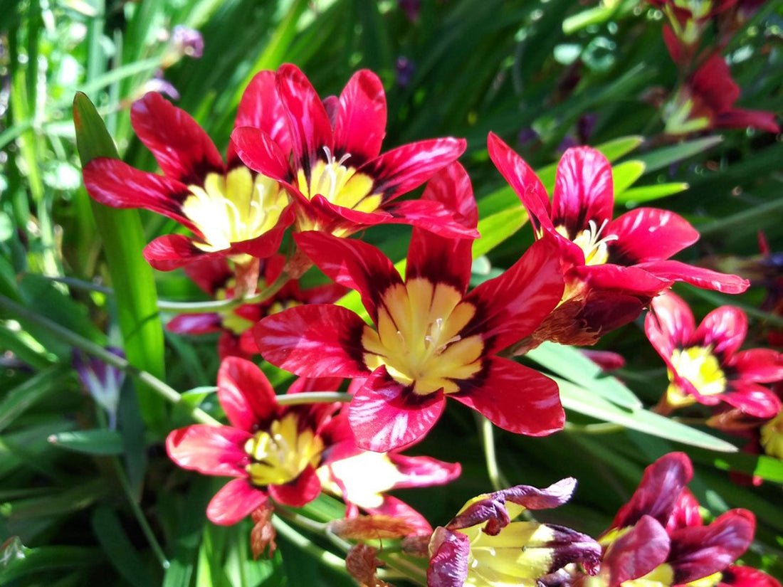 Sparaxis flower seeds