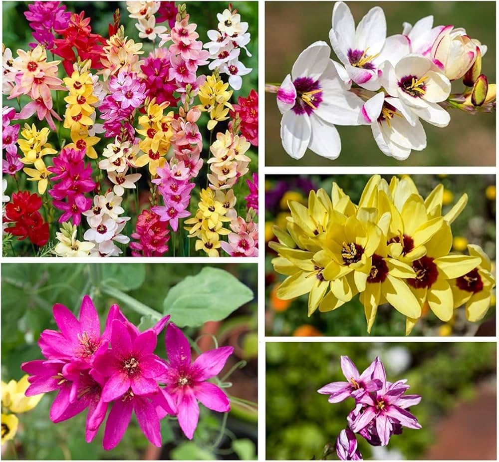 Ixia flower seeds