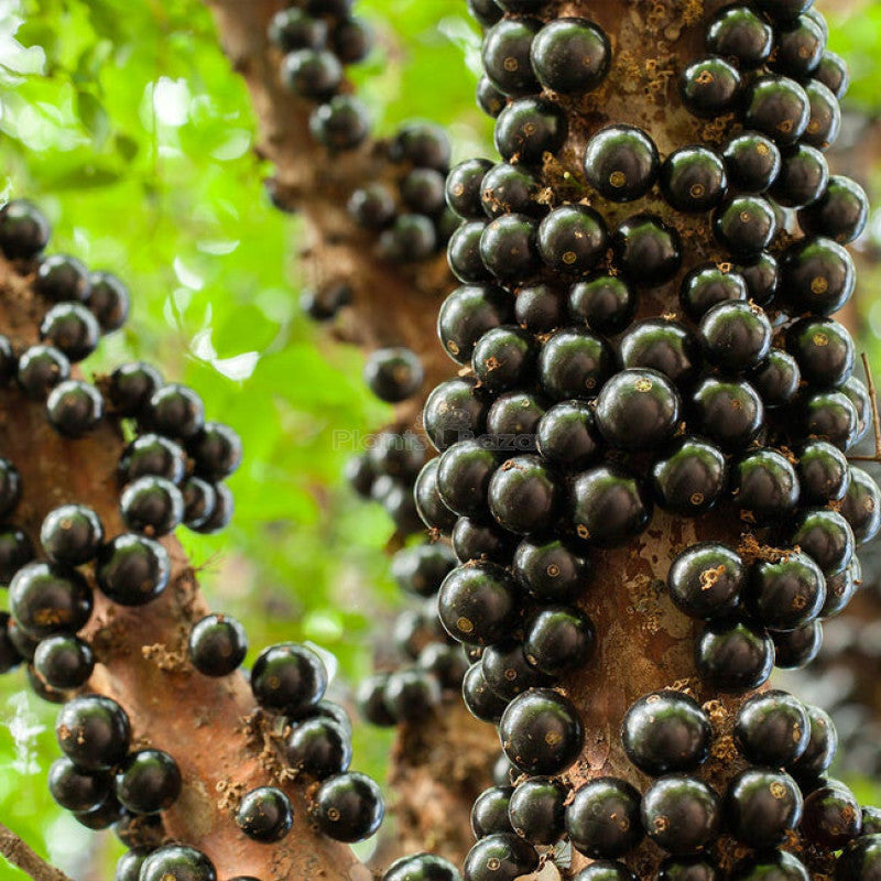 Jaboticaba Fruit Seeds for Planting – Exotic Fruit Tree Seeds