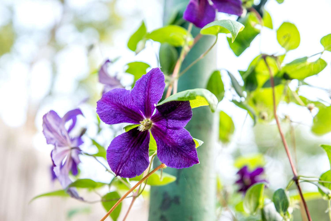 Clematis Climbing flower seeds
