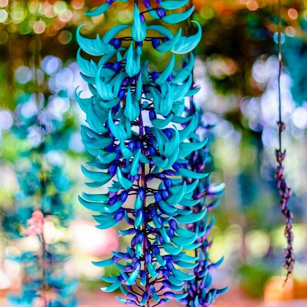 Mixed jade vine flower seeds for growing an exotic tropical climbing plant with distinctive hanging blooms.