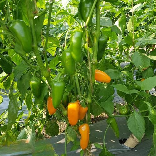 Jalapeno Orange chilli pepper seeds for planting with mature orange peppers