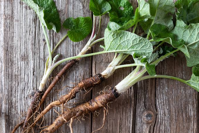 Kinpira Gobo burdock root vegetable with long brown roots, pale edible flesh, and fresh green foliage grown in a home vegetable garden.