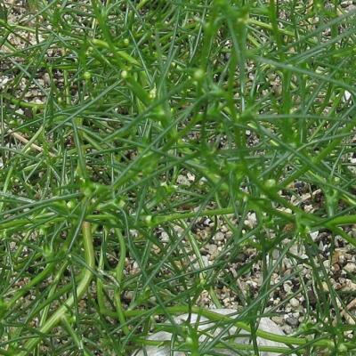 Saltwort Vegetable Seeds for Planting – Heirloom Non-GMO Garden Seeds