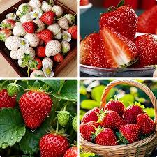 Japanese Hokowase Strawberry Fruit Seeds for Planting – Garden Seeds