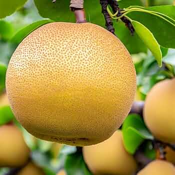 asian pear seeds