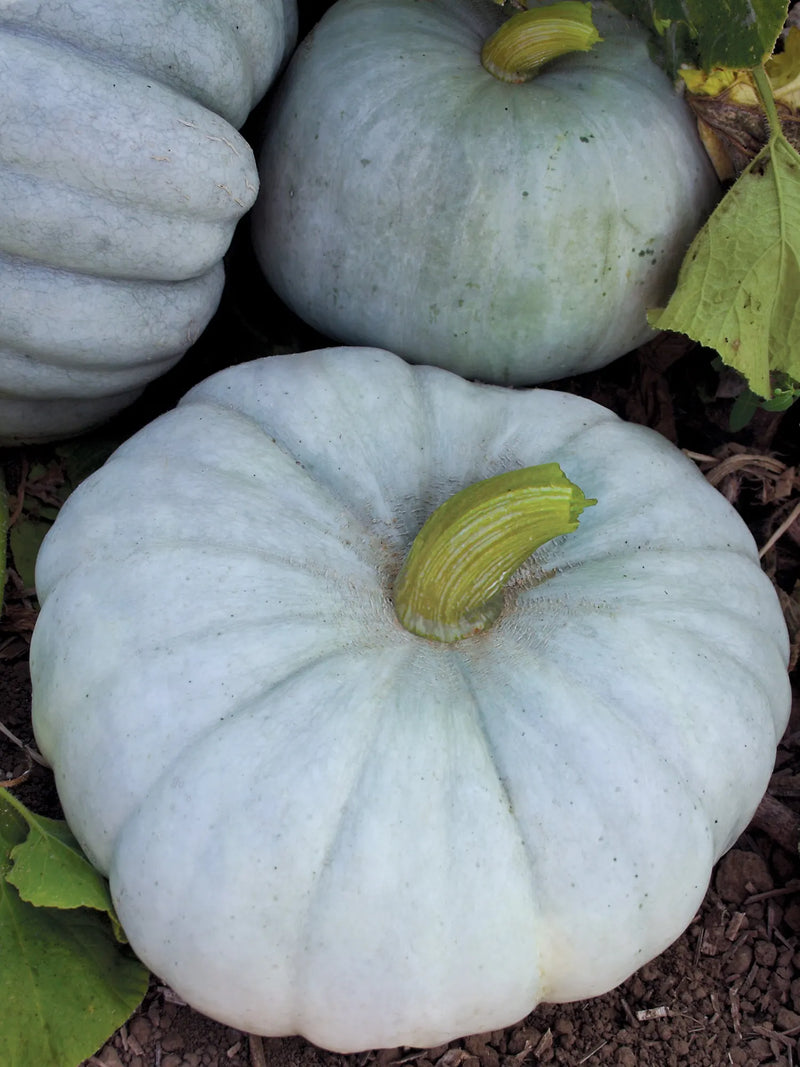 Jarrahdale Pumpkin Seeds for Planting – Heirloom Non-GMO Garden Seeds