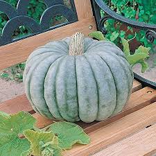 Jarrahdale Pumpkin Growing on Garden Vines