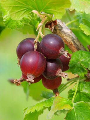 Jostaberry fruit seeds for planting – heirloom Non-GMO berry garden variety