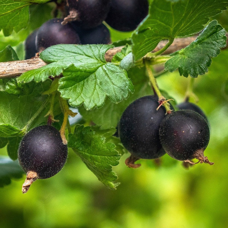 Jostaberry fruit seeds for planting – heirloom Non-GMO berry garden variety