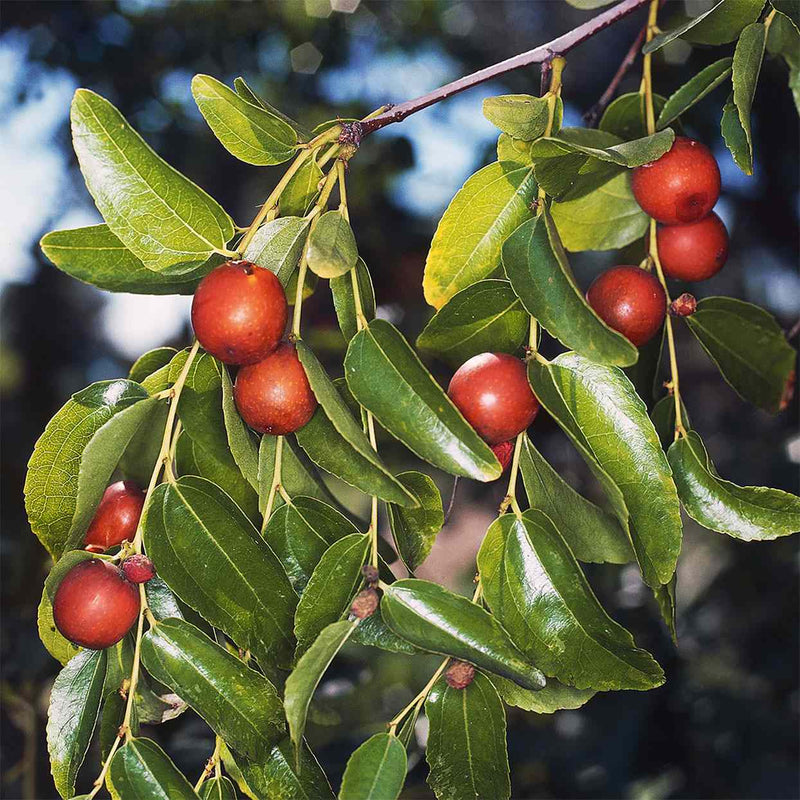 Shanlix Jujube Fruit Seeds for Planting – Heirloom Non-GMO Garden Seeds