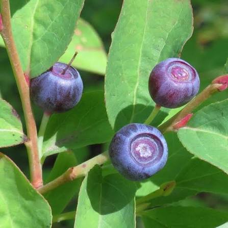 Juniper Berry seeds for planting – heirloom evergreen garden variety