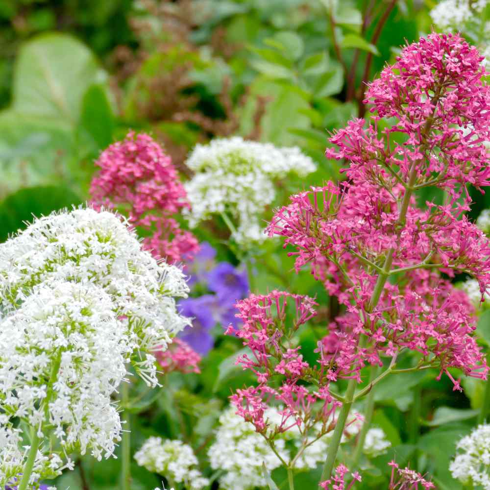 Jupiter flower seeds