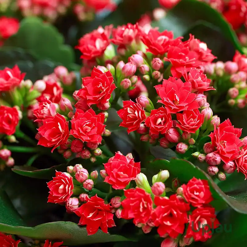 Mixed Kalanchoe Flower Seeds for Planting – Heirloom Non-GMO Garden Seeds