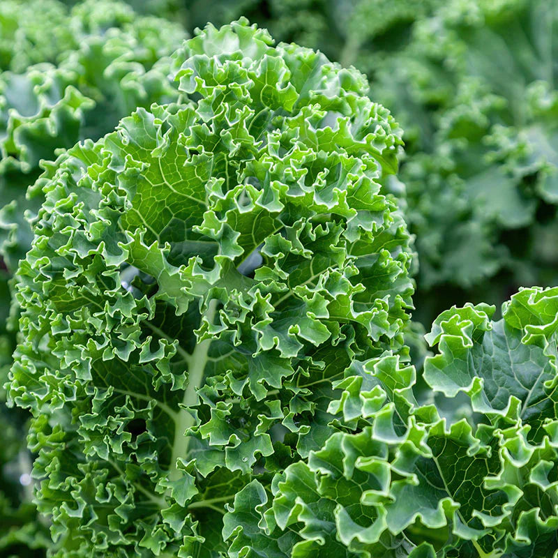 Kale Seeds for Planting – Heirloom Non-GMO Garden Seeds
