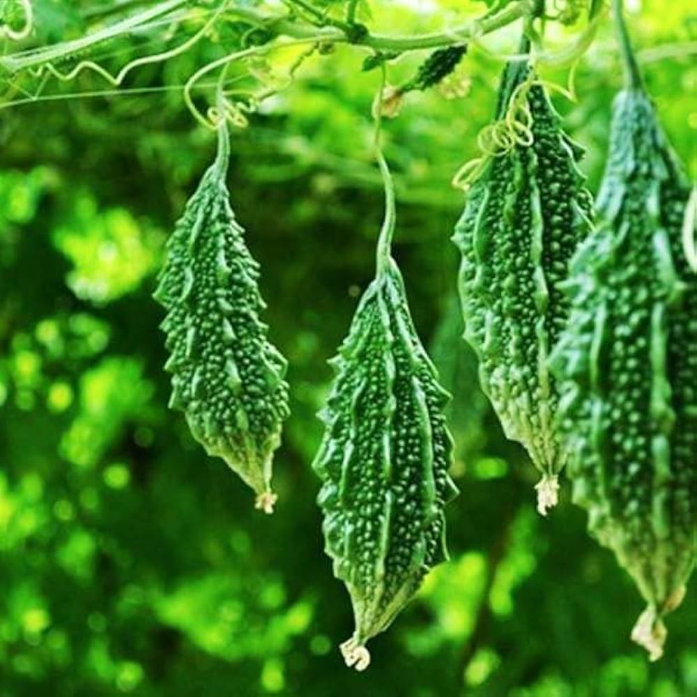 Karela Seeds