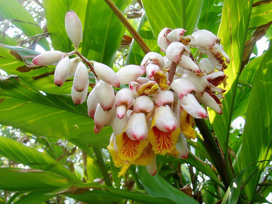 Kat Ginger Herb Seeds for Planting – Heirloom Non-GMO Garden Seeds