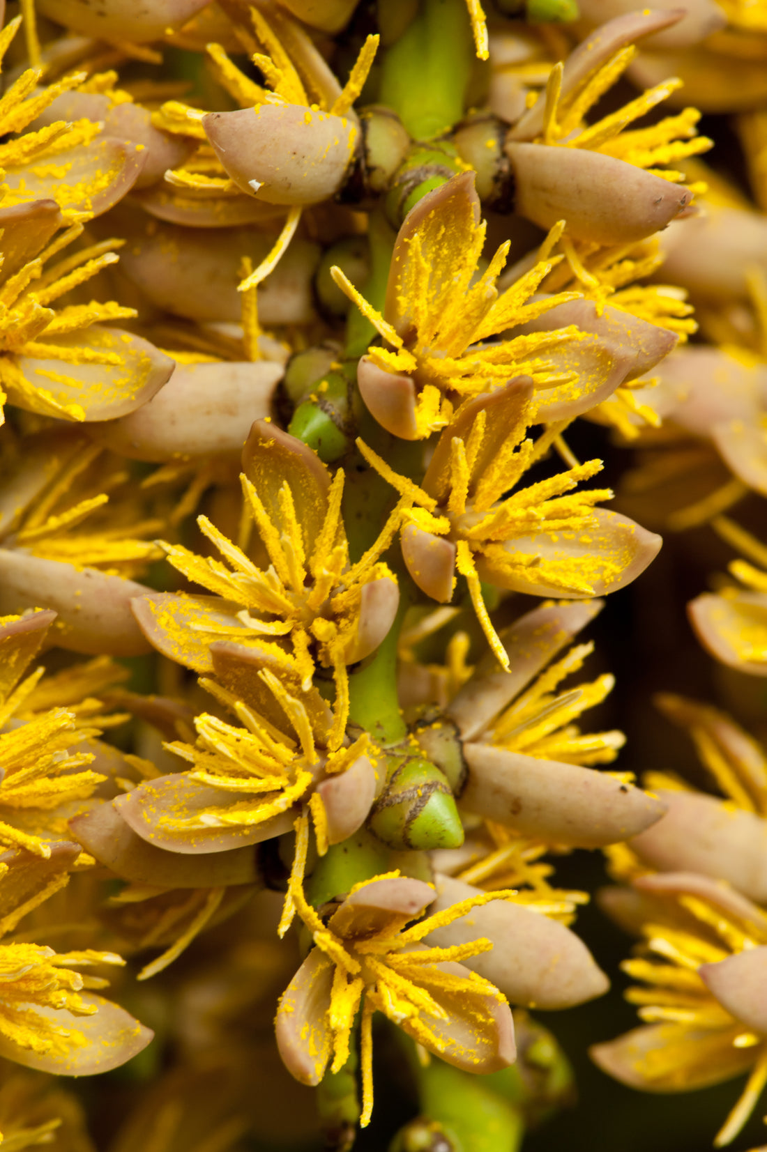Fishtail Palm flower seeds