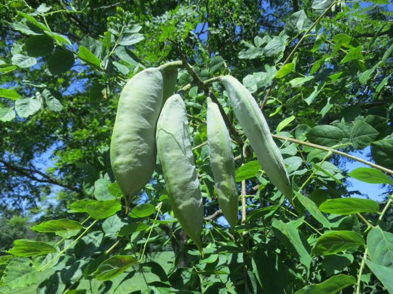 Kentucky Coffee Tree Seeds for Planting – Heirloom Non-GMO Garden Seeds