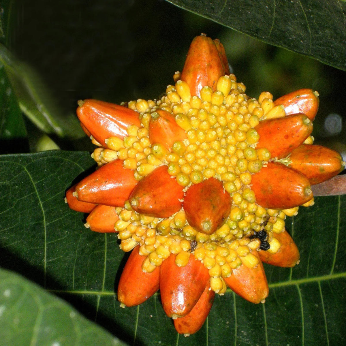 Kesusu fruit tree with distinctive clusters of orange ripe fruit and lush green foliage, showcasing this rare Southeast Asian tropical fruit species.