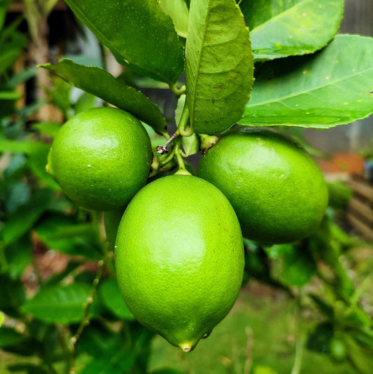 key lime seeds