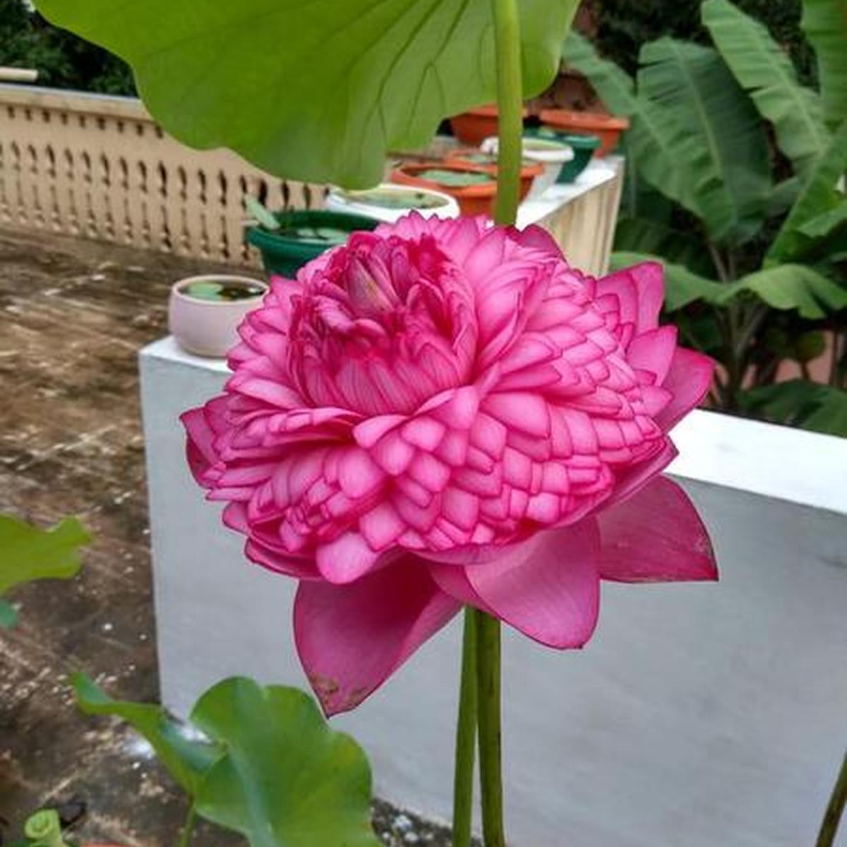 Double Petal Lotus plant